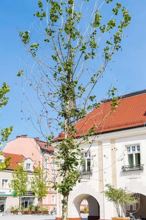 Słaba kondycja drzew posadzonych w centrum Jarocina — zdjęcie 4 z 15