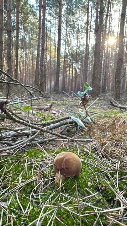 Sezon na grzyby w pełni! W lasach Nadleśnictwa Jarocin pojawiły się jesienne okazy. Leśnicy zdradzają ważne informacje! — zdjęcie 5 z 12