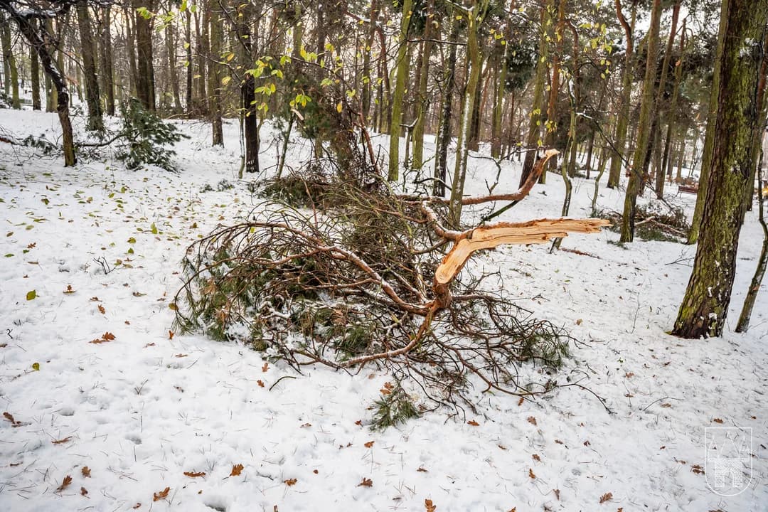 Sprzątanie po śnieżycy w gminie Jarocin — zdjęcie 2 z 36