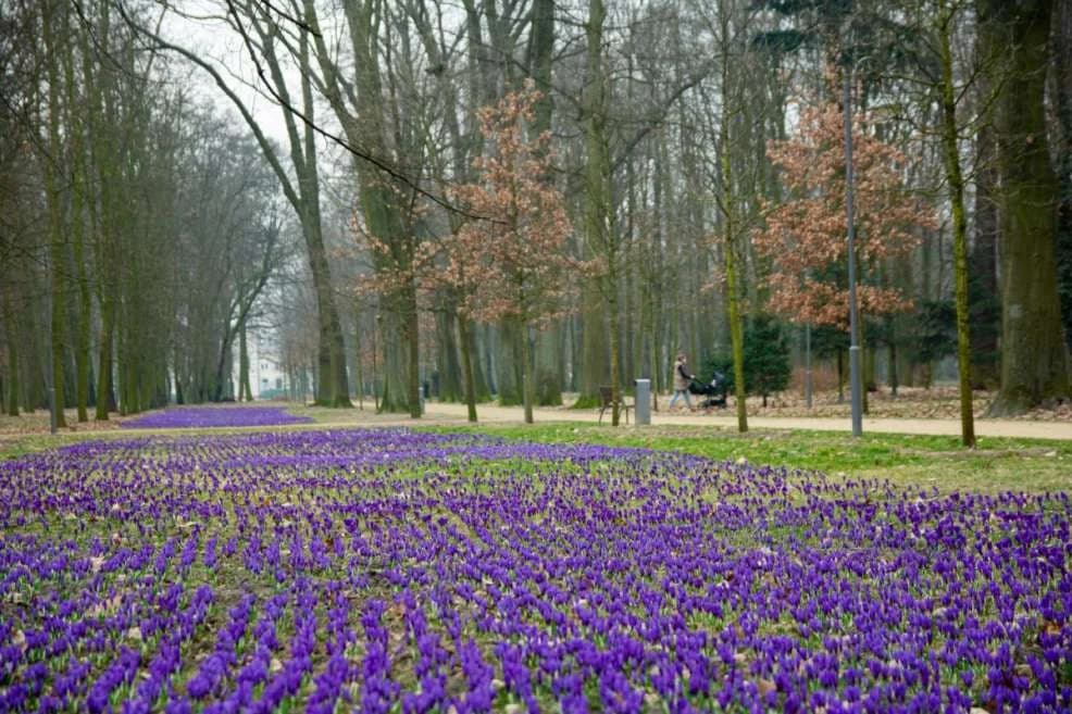 Kwitnące krokusy zachwycają odwiedzających park Radolińskich w Jarocinie. Zajrzeliśmy tam z aparatem [ZDJĘCIA]