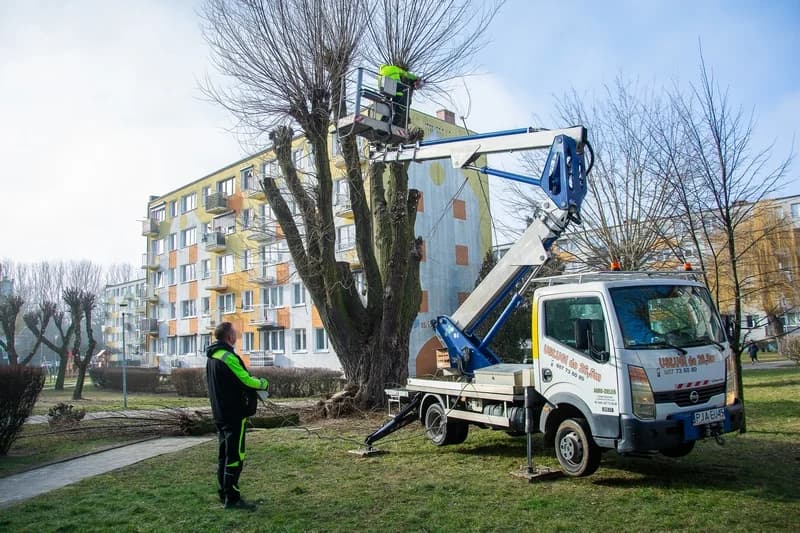 W centrum Jarocina i w parku Radolińskich trwają pierwsze w tym roku prace pielęgnacyjne rosnących tam drzew [ZDJĘCIA] — zdjęcie 3 z 44