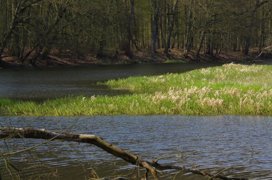 Przed tunelem skręcamy w prawo w drogę gruntową, którą po około 5 km docieramy do Rezerwatu Czeszewski Las. Dłuższy przystanek najlepiej zaplanować na polanie przy Dębach Wojewodów, gdzie jest możliwość rozpalenia ogniska, doładowania telefonów oraz skorzystania ze ścieżek dydaktycznych „Starorzecze” i „Stare Dęby”. Tuż za polaną w okresie letnim (od maja do września) kursuje prom Nikodem, którym przeprawiamy się przez Wartę i kierujemy się do Dębna, gdzie ponownie pokonujemy promem Wartę.