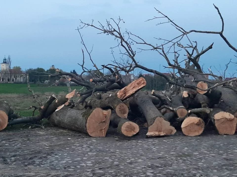 Wycięto ponad 20 drzew w Siedleminie. Ludzie pytają - dlaczego?