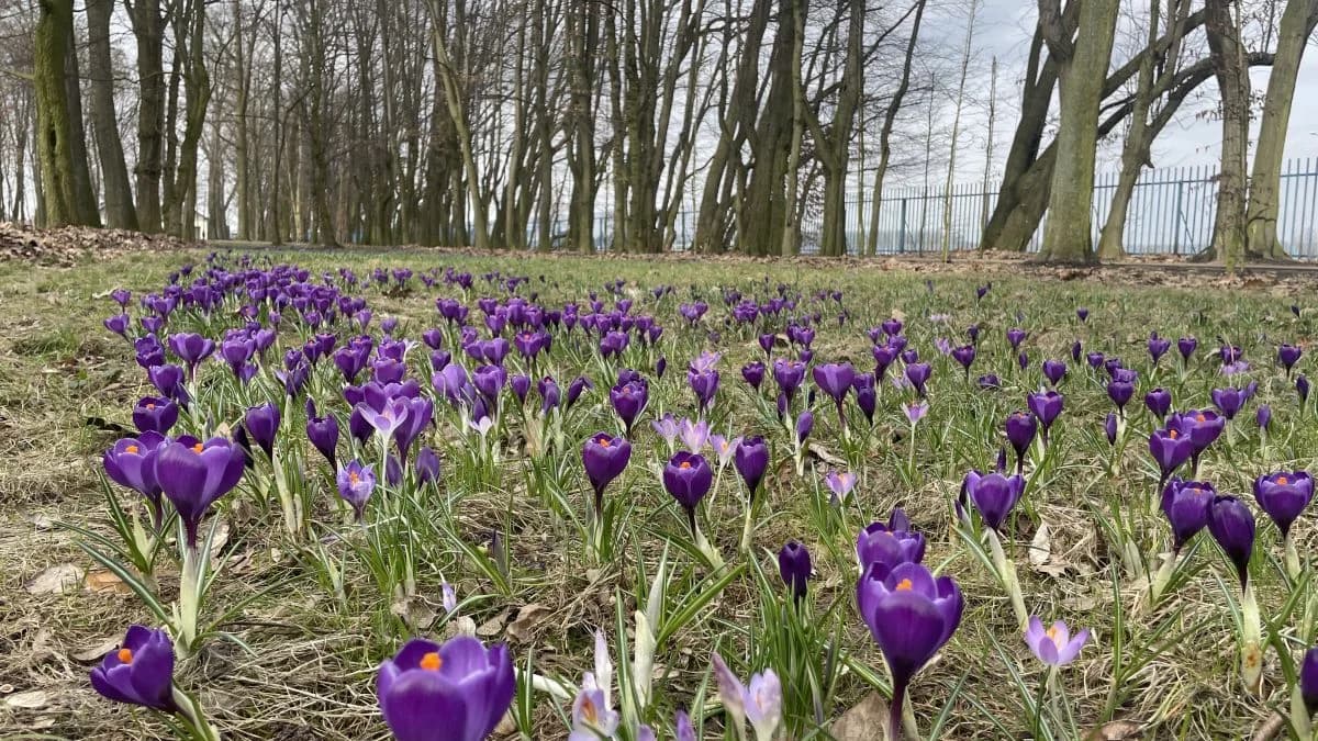 Krokusy posadzono w jarocińskim parku w trzech miejscach. Największa polana, składająca się z trzech części, rozciąga się wzdłuż dębowej alei. Drugie miejsce, gdzie zobaczycie fioletowe połacie kwiatów, to polana przy alei grabowej, na wysokości boisk przy ul. Maratońskiej. Jest jeszcze trzecie, miejsce, które w ubiegłym roku przyciągało najwięcej obserwatorów, ale na razie jest tam zielono, a nie fioletowo.