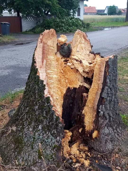 Stare drzewa przy drodze powiatowej stwarzają zagrożenie. Mieszkańcy alarmują — zdjęcie 4 z 11