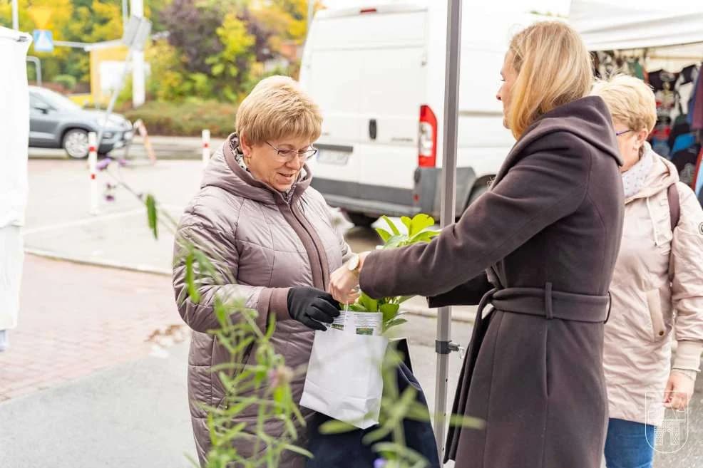 Akcja „Zazieleniamy Jarocin” na jarocińskim targowisku — zdjęcie 3 z 51