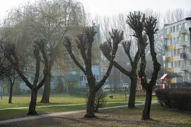 W centrum Jarocina i w parku Radolińskich trwają pierwsze w tym roku prace pielęgnacyjne rosnących tam drzew [ZDJĘCIA]