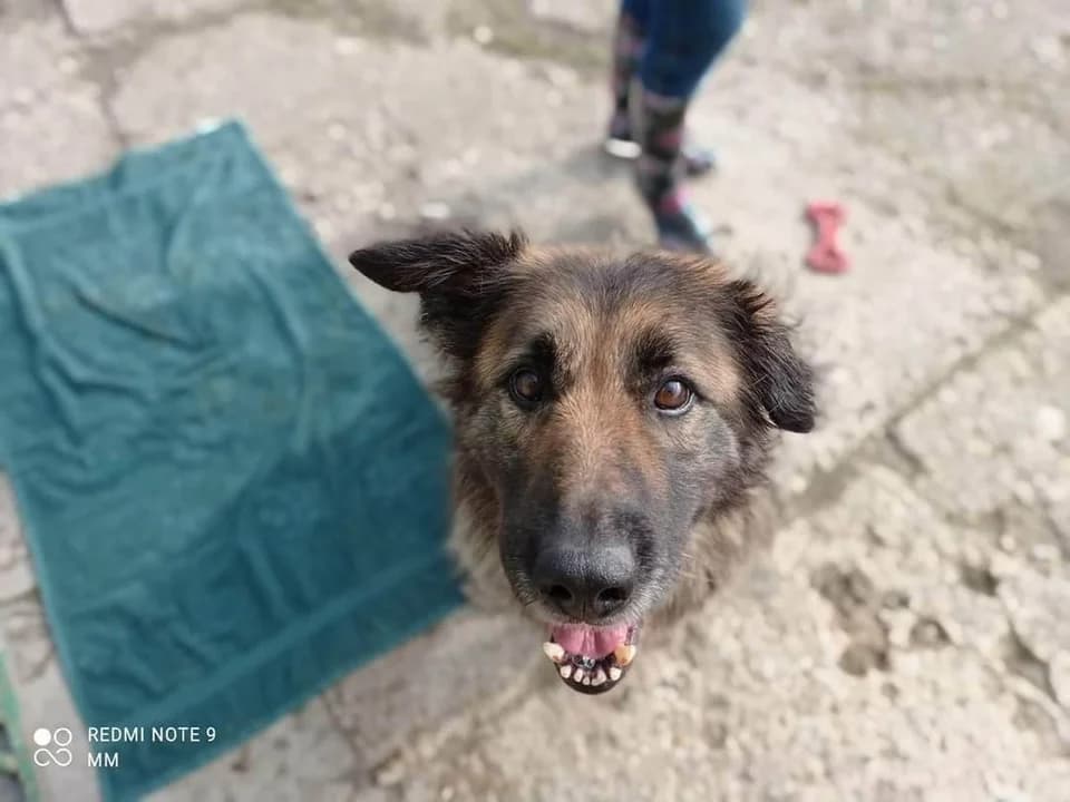 Mieszkanka gminy Jarocin znęcała się nad psem. Jest akt oskarżenia