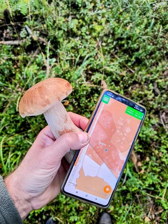 Okazy grzybów w jarocińskich lasach
