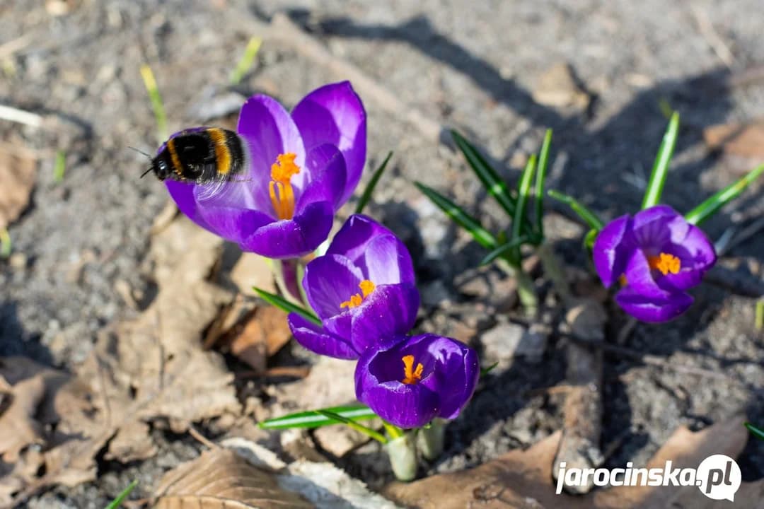 Wiosna nieśmiało wkracza do Jarocina — zdjęcie 5 z 40