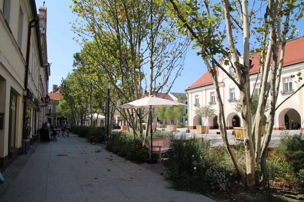 Mieszkańcy Jarocina zaniepokojeni słabą kondycją nowo posadzonych drzew w centrum miasta. Co na to magistrat? [ZDJĘCIA, SONDA]