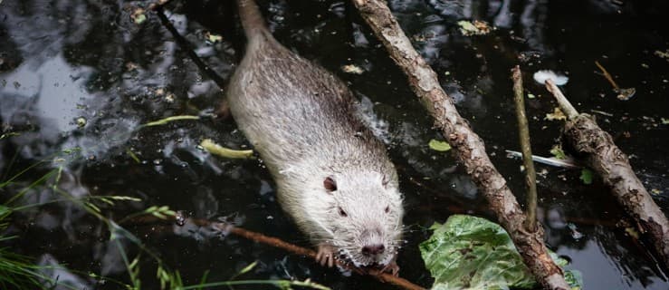 Co się stało z nutriami z parku leśnego przy ulicy Szubianki?
