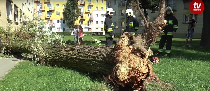 Drzewo przewróciło się na osiedlu. Tuż obok drzwi wejściowych [WIDEO]