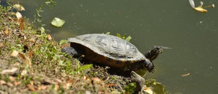 Mamy to! Oto żółw von Radolin! [ZDJĘCIA]
