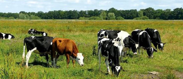 Prawdziwe krowy nie są fioletowe. Co kryje nowa książka Wacława Adamiaka?