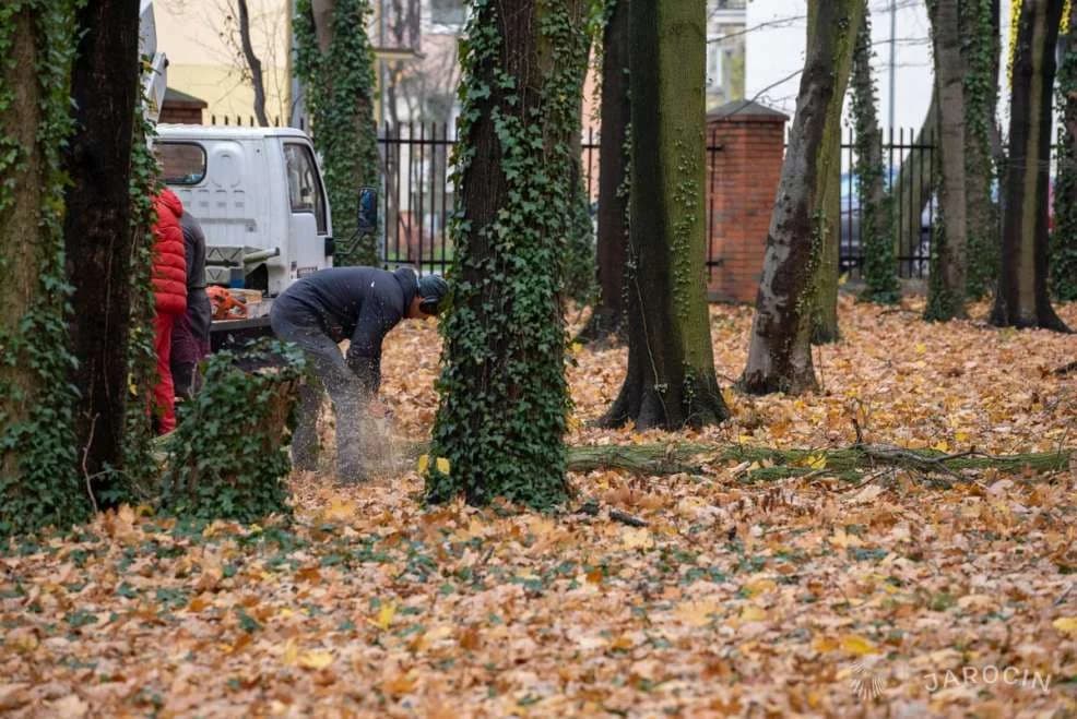 Kolejny raz alpiniści prowadzą prace pielęgnacyjne w parku Radolińskich [ZDJĘCIA]
