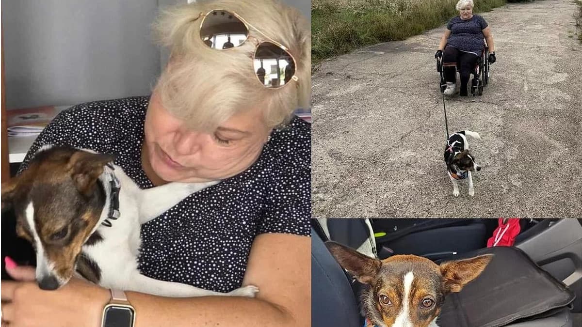 Florka zamieniła boks w schronisku na mieszkanie w Poznaniu. Nie przeszkadza nawet to, że jej pani jeździ na wózku