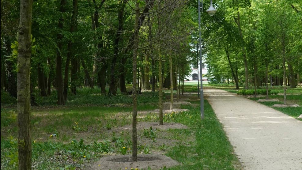 W parku Radolińskich znowu uschły niedawno posadzone dęby [ZDJĘCIA]