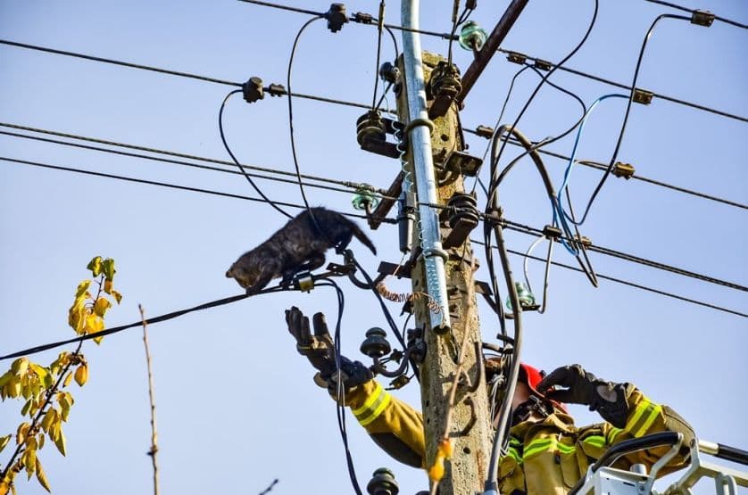 Kot utknął na słupie energetycznym. Wezwano strażaków [ZDJĘCIA]