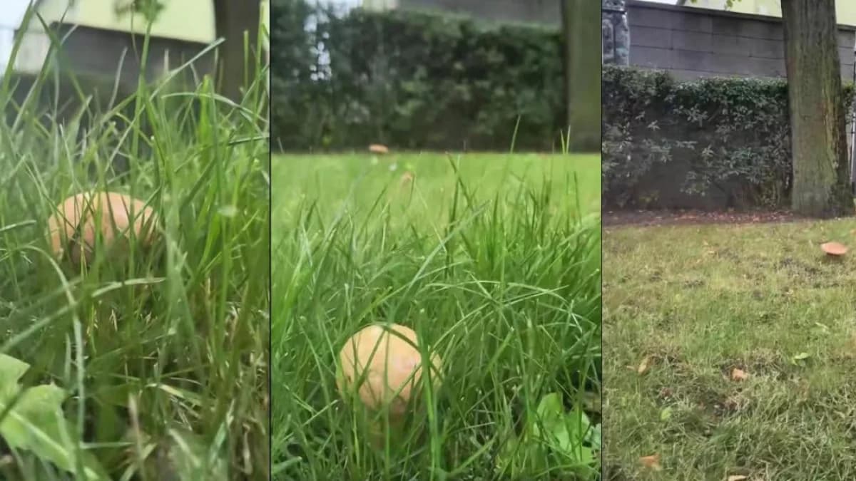 Szukali grzybów w lesie. Znaleźli pod... biurem Nadleśnictwa Jarocin [ZDJĘCIA, WIDEO]