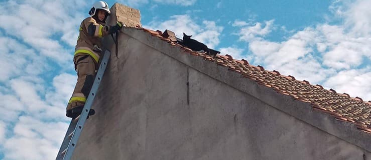 Niecodzienne akcje straży pożarnej. Myśleliście, że gaszą pożary i ratują ofiary wypadków?