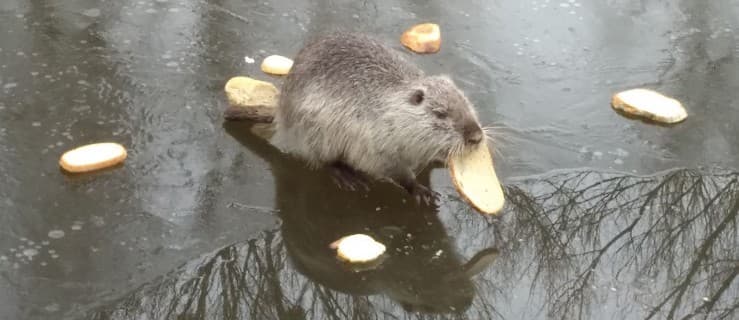 Nie dokarmiajmy nutrii ani kaczek. A już na pewno nie chlebem