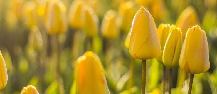Burmistrz, sekretarz i przewodniczący rady rozdawali tulipany [GALERIA]
