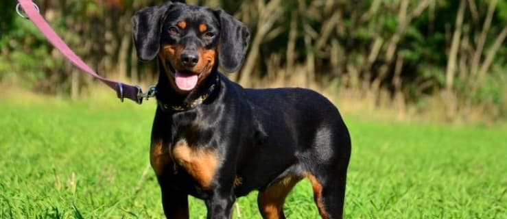Gypsy uwielbia kontakt z człowiekiem