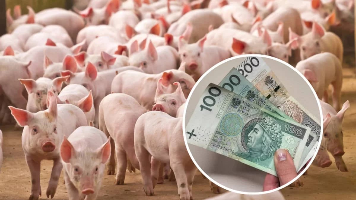ARiMR: Rusza nabór wniosków o dopłaty do ubezpieczeń zwierząt gospodarskich