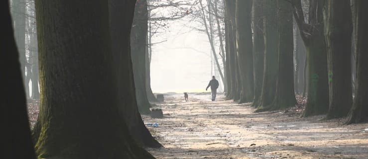 Będą odnawiać jarocińską aleję dębową [ZOBACZ WIDEO]