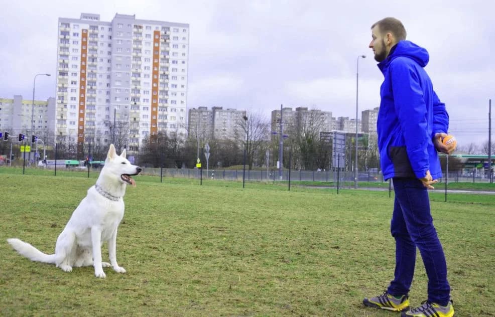 Wybieg dla psów w Jarocinie? Co myślą o nim jarociniacy?