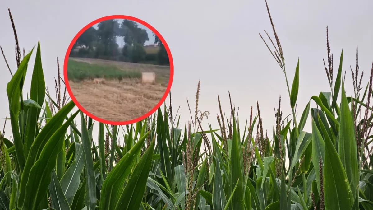 Wilk w okolicy? Gmina wydała ważny komunikat [WIDEO]
