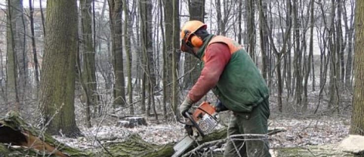 Wycinają drzewa pod obwodnicę, będą utrudnienia
