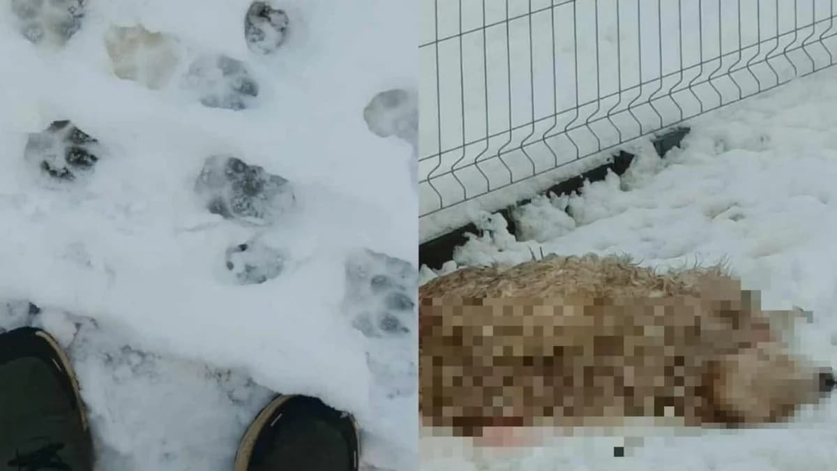 Wilki zagryzły owce w zagrodzie? Atak drapieżników w gospodarstwie graniczącym z jarocińskimi lasami
