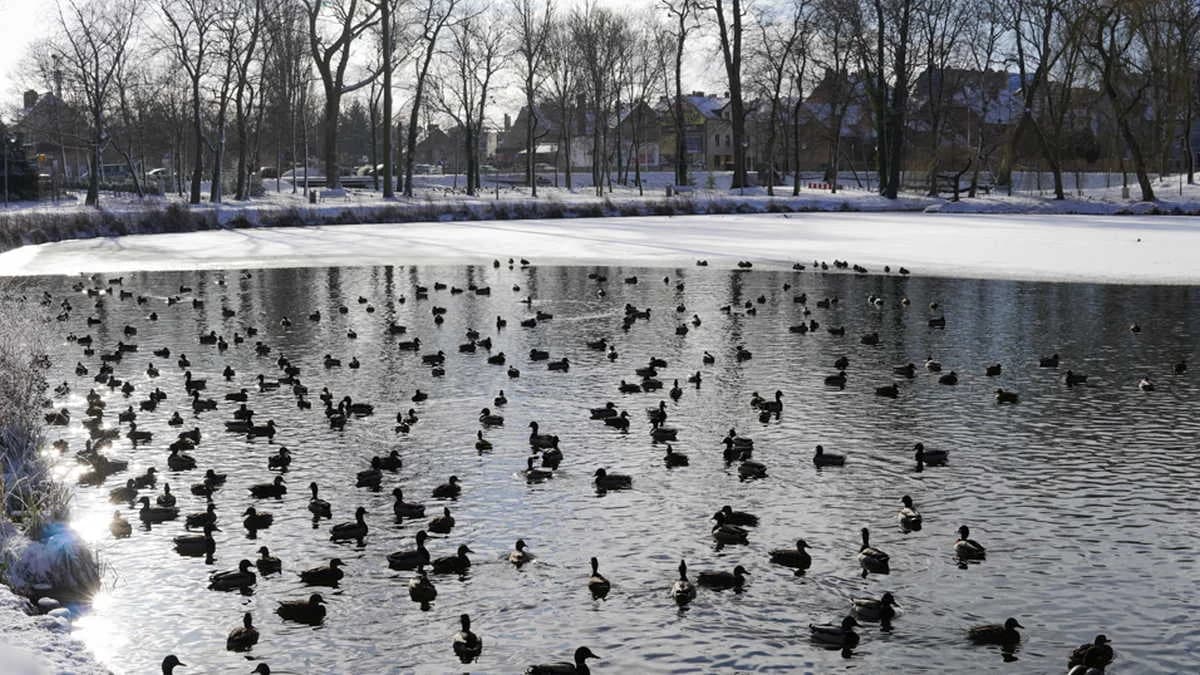 Park Radolińskich w Jarocinie w zimowej szacie [ZOBACZ ZDJĘCIA]
