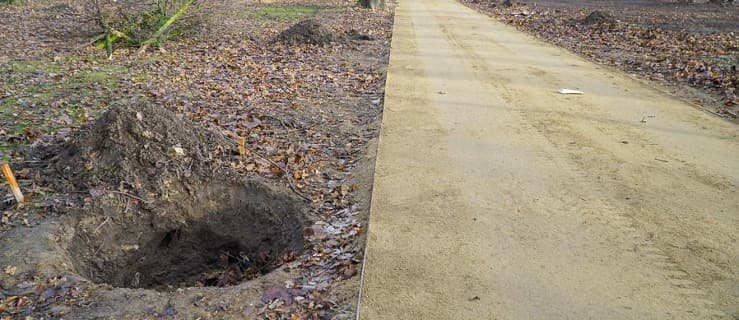 Nasadzone dęby w jarocińskim parku uschły. Kiedy zostaną wymienione na nowe? [AKTUALIZACJA]