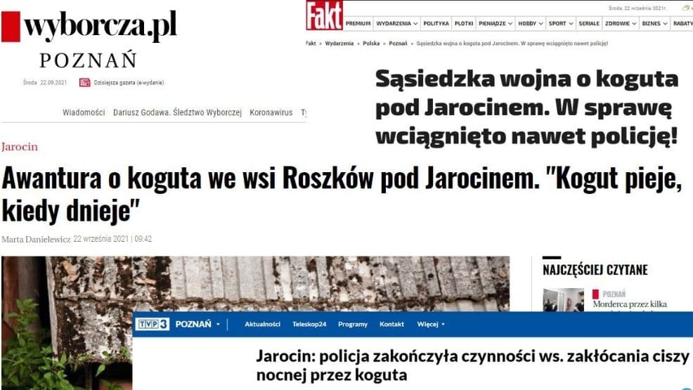 Piejący kogut spod Jarocina bohaterem ogólnopolskich mediów. Co napisali?