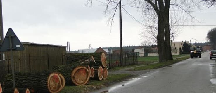 Wycinają drzewa przy drogach