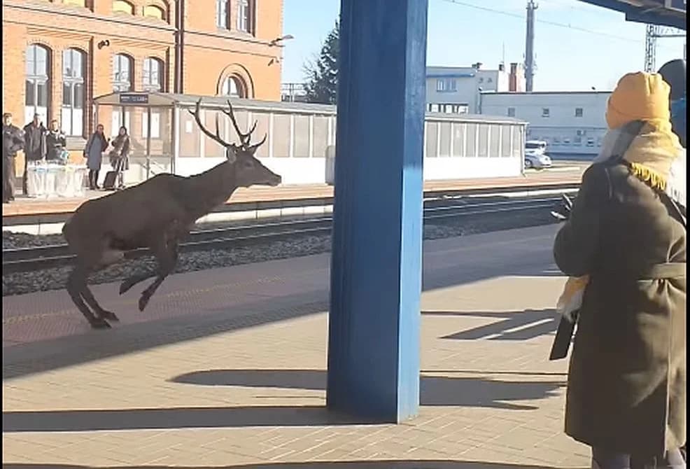 Pasażerowie przecierali oczy ze zdumienia. Trzy dorodne jelenie wpadły na peron dworca w Jarocinie [ZDJĘCIA]
