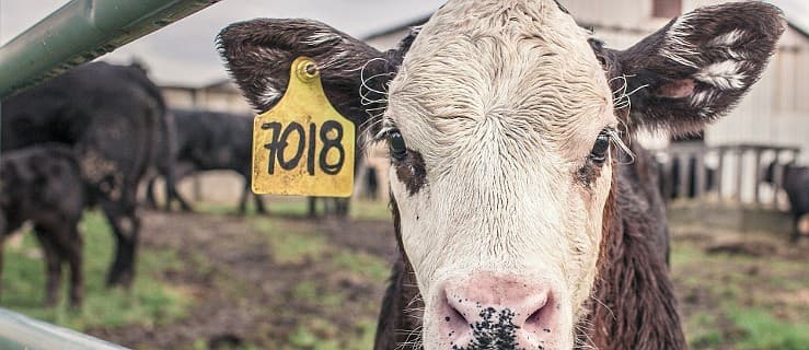 W gospodarstwie padło kilkadziesiąt sztuk bydła. Inspekcja weterynaryjna powiadomiła prokuraturę