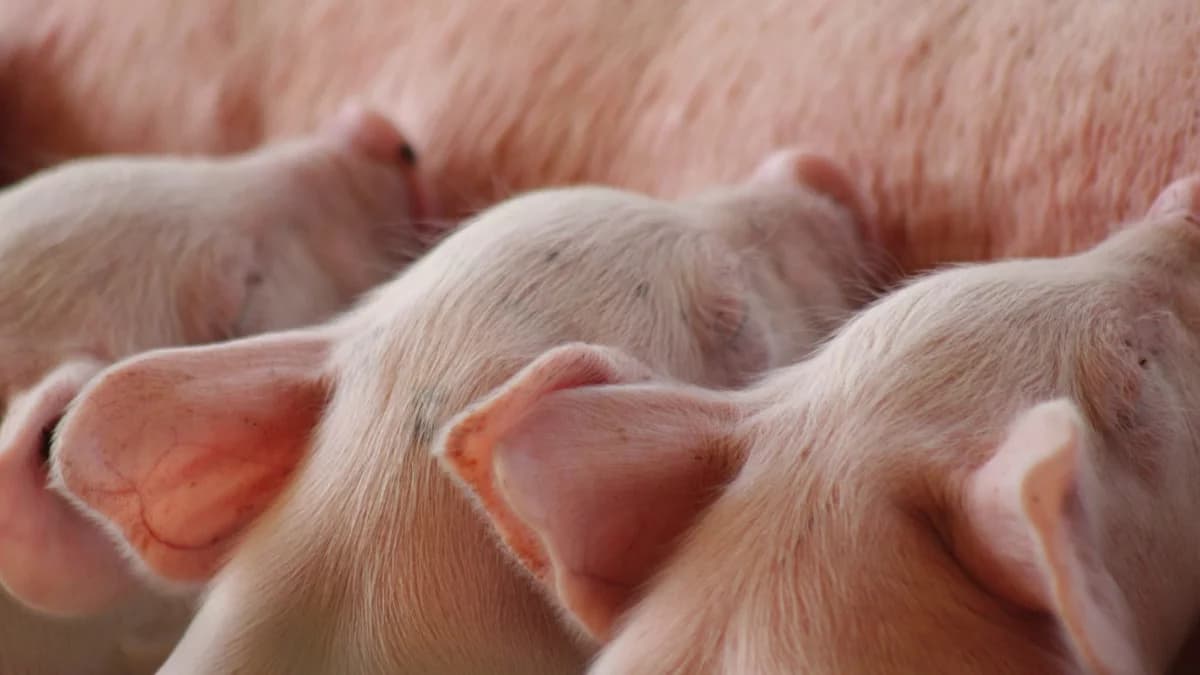 Ceny świń w dół. Eksperci: Druga połowa roku będzie jeszcze gorsza