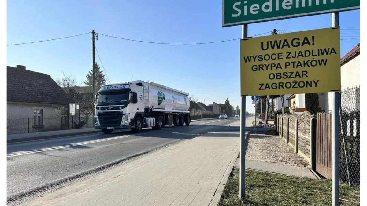 Podejrzenie ptasiej grypy w gminie Jarocin