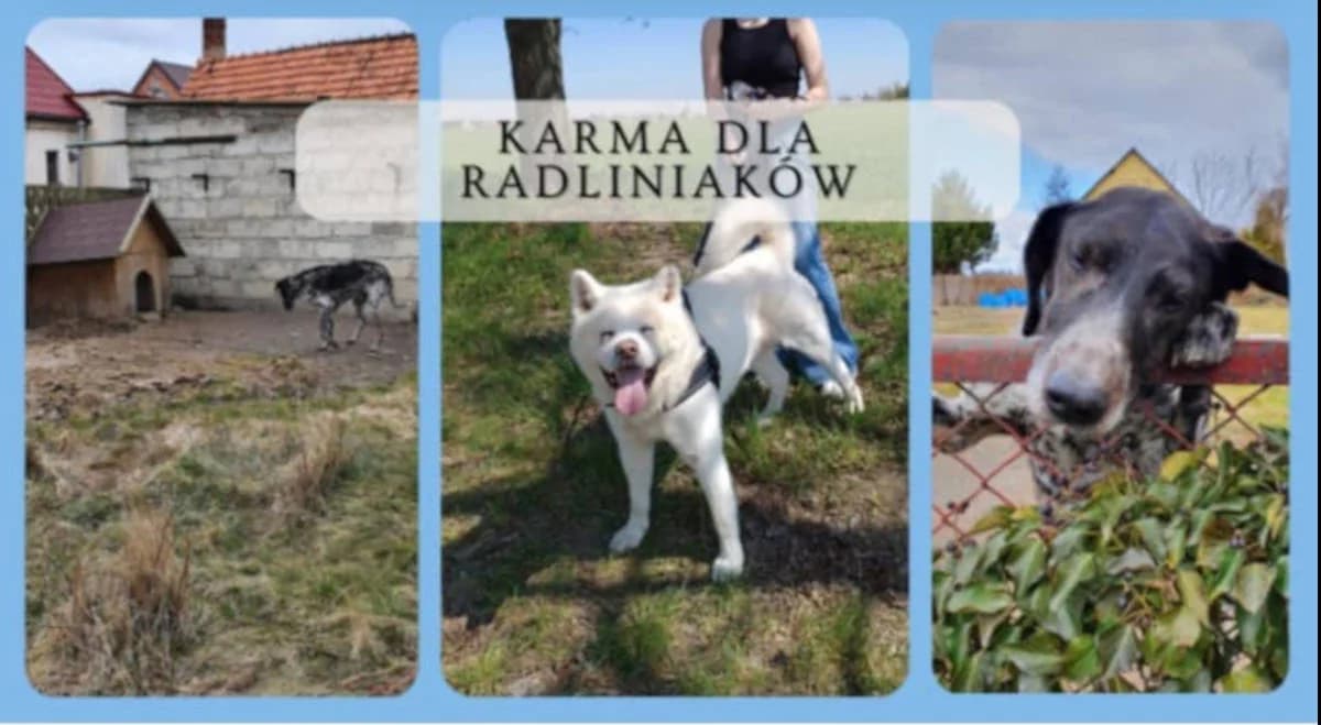 Wolontariusze ze schroniska dla zwierząt w Radlinie prowadzą zbiórkę funduszy na karmę dla czworonogów