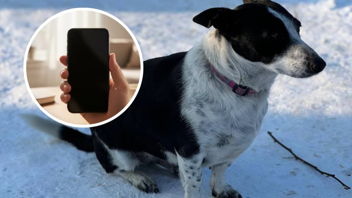 Schronisko w Radlinie uruchomiło telefon alarmowy. Można dzwonić w sprawach znęcania się nad zwierzętami