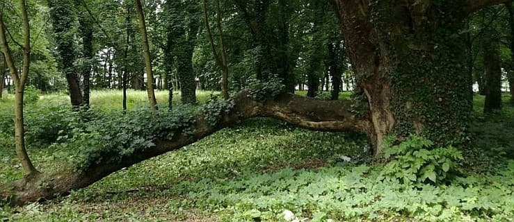 15 pomników w parku w Jarocinie. Będzie uchwała