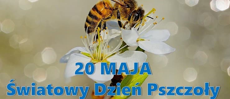 Pszczoły mają dziś swoje święto