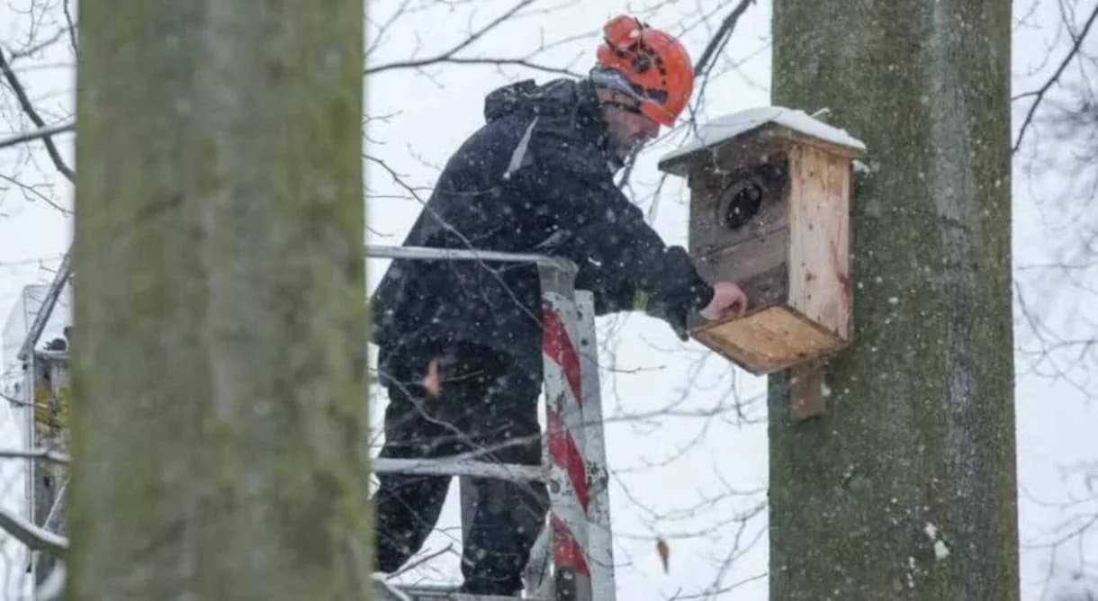 Specjaliści zajmują się budkami lęgowymi w jarocińskich parkach. Jaka jest przyczyna?