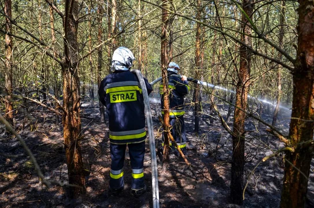 Sucho w lasach, rośnie zagrożenie pożarowe. Strażacy i leśnicy apelują o rozwagę