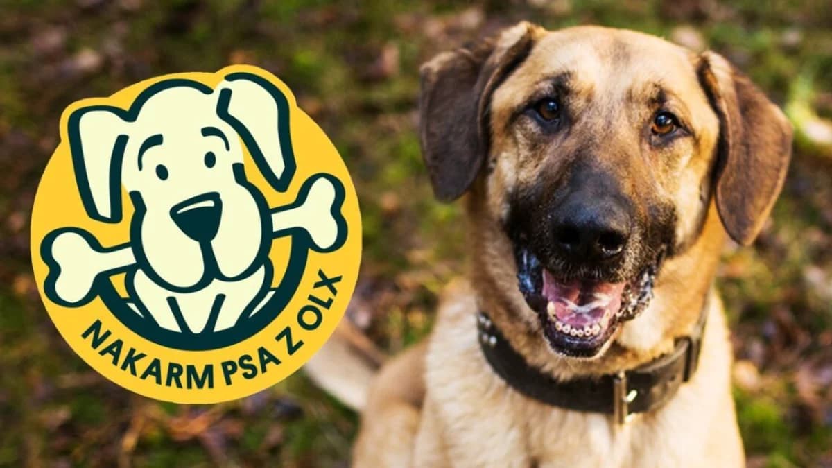 Można będzie "wyklikać" karmę dla schroniska w Radlinie. W piątek rusza akcja "Nakarm Psa z OLX"