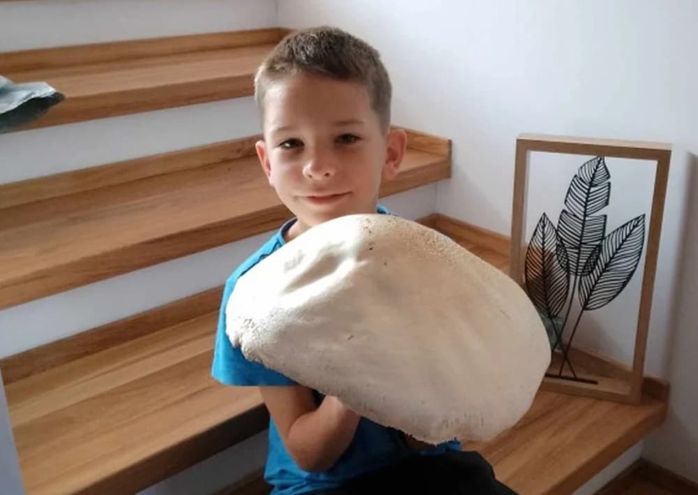 Sezon na grzyby rozpoczęty? Taki okaz znaleziono niedaleko Jarocina